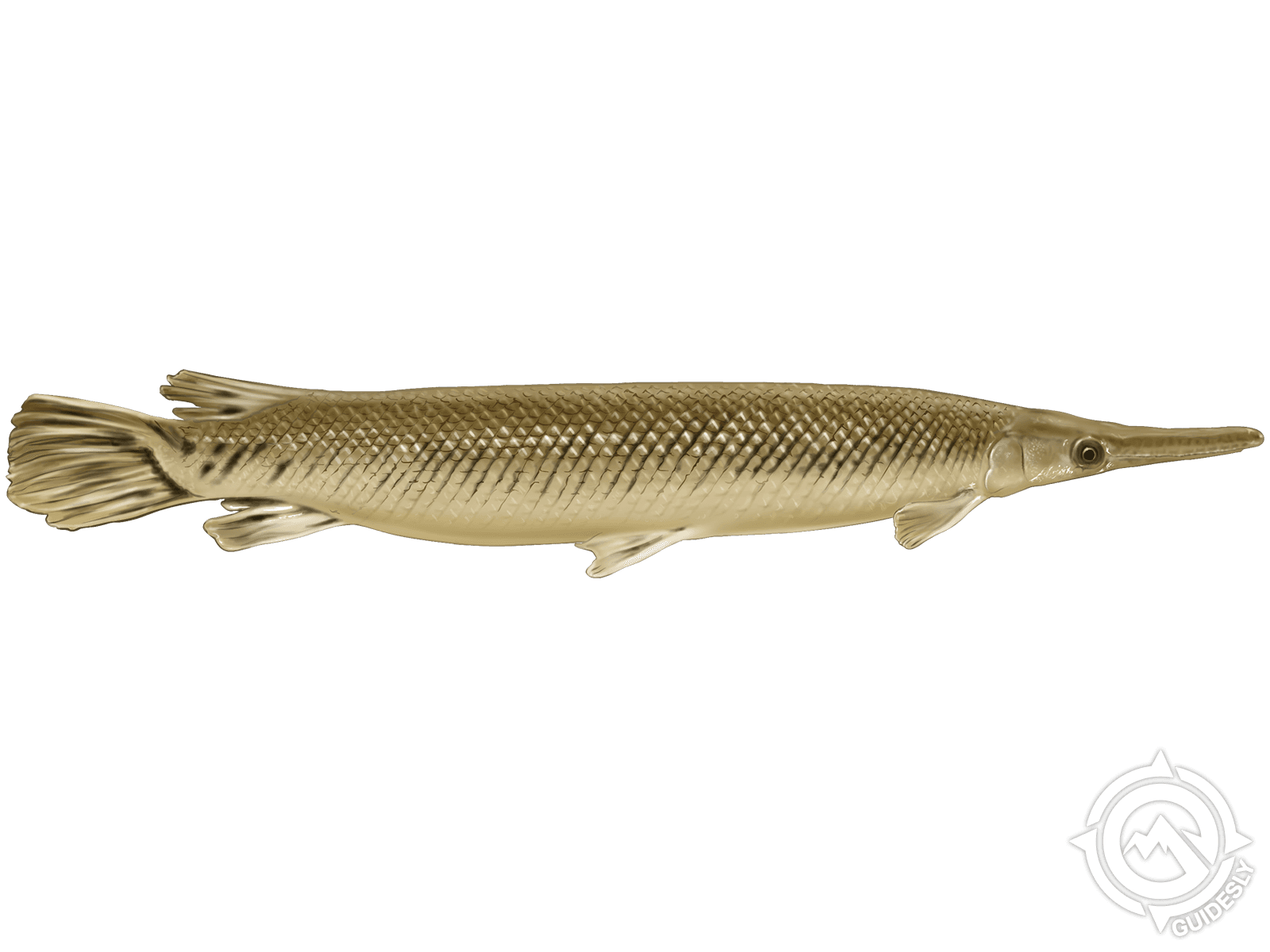 Alligator Gar